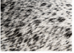 Black & White Speckled Cowhide Rug | Genuine Cow Skin Rug | Natural Hair on Hide Area Rug | Modern Farmhouse Decor