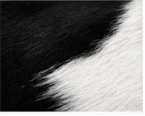Classic Black and White Cowhide Rug, Genuine Hair-on-Hide Area Rug