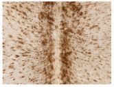 Authentic Light Beige & Cream Salt Pepper Cowhide Area Rug – Genuine Natural Leather Accent Mat