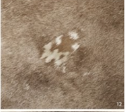 Genuine Grey Brindle Cowhide Rug | Natural Grey and White Cowskin Area Rug | Modern Taupe Brown Leather Carpet for Living Room