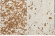 Authentic Golden Tan & White Salt Speckled Cowhide Area Rug – Genuine Natural Leather Accent Mat