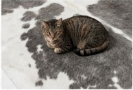 Genuine Grey & White Cowhide Rug | Natural Charcoal Spotted Cowskin Area Rug | Modern Silver Leather Carpet for Living Room