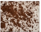 Tricolor Black, Brown & White Cowhide Rug - Genuine Patchwork Natural Leather Area Rug