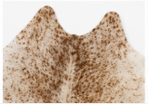 Authentic Light Beige & Cream Salt Pepper Cowhide Area Rug – Genuine Natural Leather Accent Mat