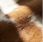 Brown and White Speckled Cowhide Rug - Genuine Leather Area Rug