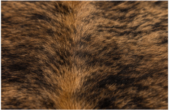 Authentic Brindle Cowhide Rug -  Tiger Stripe Leather Area Rug