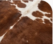 Genuine Chestnut Brown & White Cowhide Rug | Natural Spotted Warm Brown Cowskin Area Rug | Rustic Leather Carpet for Living Room