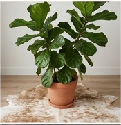 Authentic Golden Tan & White Salt Speckled Cowhide Area Rug – Genuine Natural Leather Accent Mat