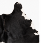 Authentic Classic Black and White Spotted Cowhide Area Rug – Genuine Holstein Leather Accent Mat