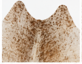 Authentic Light Beige & Cream Salt Pepper Cowhide Area Rug – Genuine Natural Leather Accent Mat