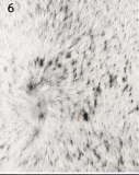 Authentic Light Grey & White Salt Pepper Cowhide Area Rug – Genuine Natural Leather Accent Mat