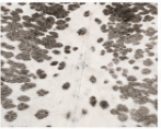 White & Silver Speckled Cowhide Rug – Genuine Hair On Hide Rug, Natural Cow Skin Area Rug, Modern Farmhouse Decor