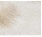 White Cowhide Rug Genuine Hair On Hide Rug Natural Ivory Cow Skin Rug Farmhouse Western Area Rug Minimalist Home Decor