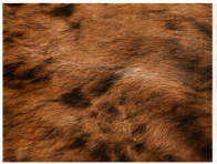 Brown Brindle Cowhide Rug – Natural Cow Skin Area Rug, Rustic Farmhouse Decor, Genuine Leather Hide Rug, Western Living Room Accent