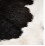 Authentic Classic Black and White Spotted Cowhide Area Rug – Genuine Holstein Leather Accent Mat