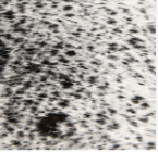 Black & White Speckled Cowhide Rug | Genuine Cow Skin Rug | Natural Hair on Hide Area Rug | Modern Farmhouse Decor