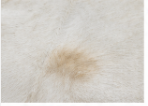 White Cowhide Rug Genuine Hair On Hide Rug Natural Ivory Cow Skin Rug Farmhouse Western Area Rug Minimalist Home Decor